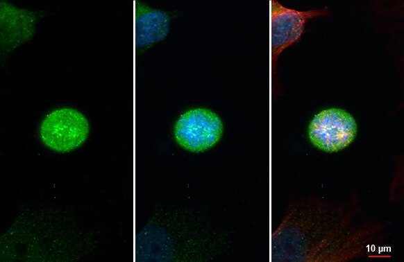 CASC5 Antibody (HL2158) - Azide and BSA Free