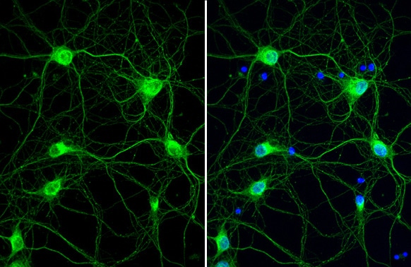 Cathepsin S Antibody (HL2302) - Azide and BSA Free