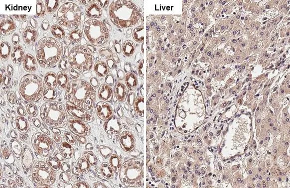 Cathepsin S Antibody (HL2302) - Azide and BSA Free