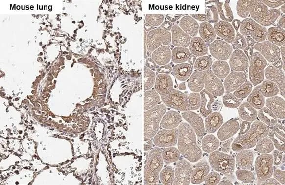 Cathepsin S Antibody (HL2302) - Azide and BSA Free