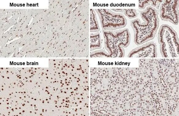 CBP/KAT3A Antibody (HL2197) - Azide and BSA Free