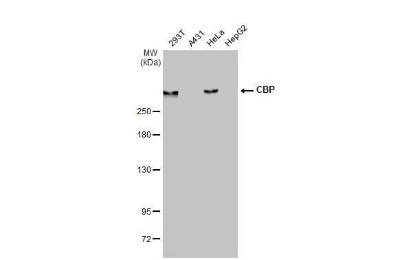 CBP/KAT3A Antibody (HL2197) - Azide and BSA Free