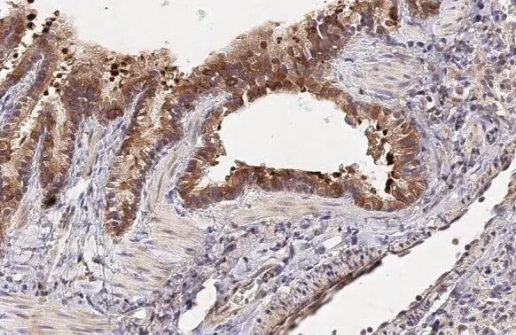 NOV/CCN3 Antibody (HL2416) - Azide and BSA Free
