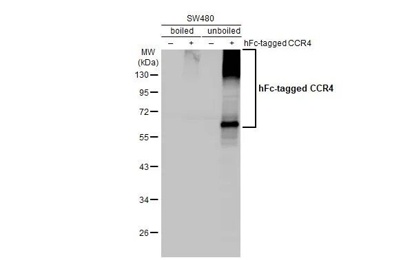 CCR4 Antibody (HL2481) - Azide and BSA Free