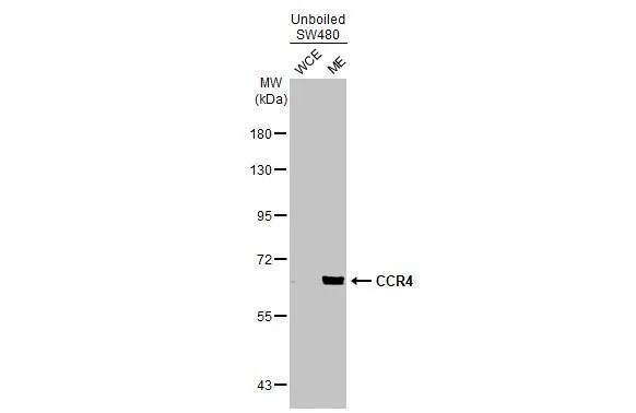 CCR4 Antibody (HL2481) - Azide and BSA Free