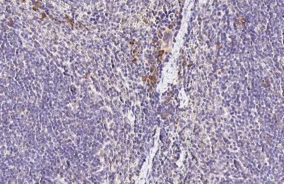 CCR4 Antibody (HL2481) - Azide and BSA Free