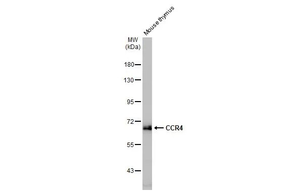 CCR4 Antibody (HL2481) - Azide and BSA Free