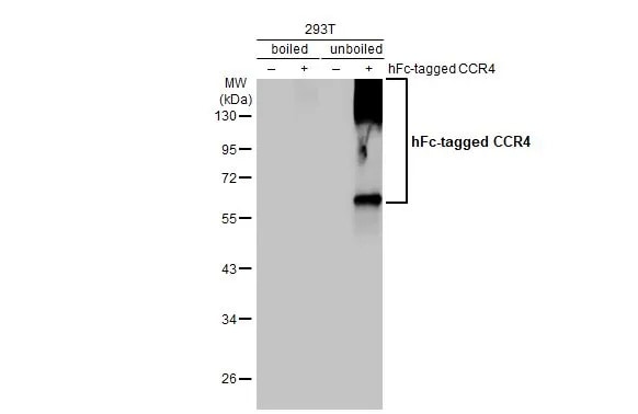 CCR4 Antibody (HL2481) - Azide and BSA Free