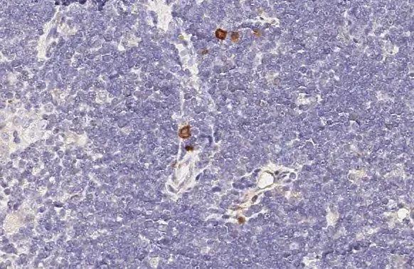 CCR4 Antibody (HL2481) - Azide and BSA Free