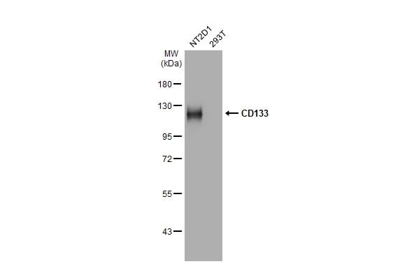CD133 Antibody (HL1271) - Azide and BSA Free