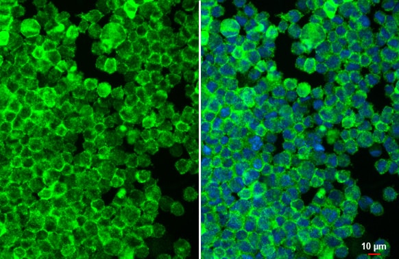 Fc gamma RIIB/CD32b Antibody (HL1948) - Azide and BSA Free