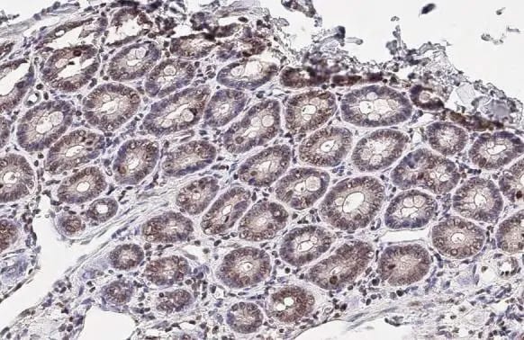 Fc gamma RIIB/CD32b Antibody (HL1948) - Azide and BSA Free