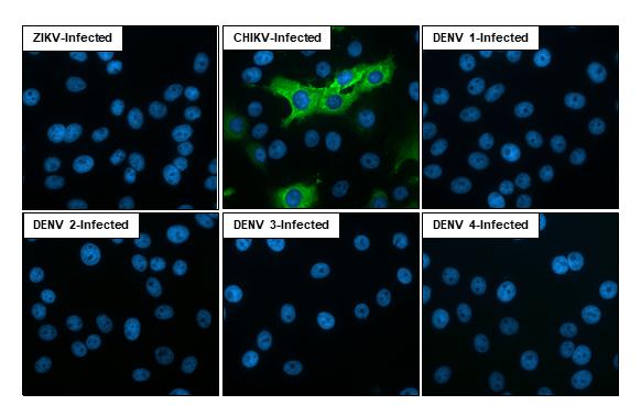 Chikungunya Virus E1 Antibody (HL2069) - Azide and BSA Free