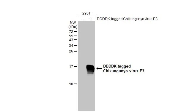 Chikungunya Virus E3 Antibody (HL2476) - Azide and BSA Free