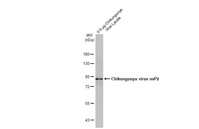 Chikungunya Virus nsp2 Antibody (HL1488) - Azide and BSA Free