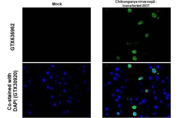 Chikungunya Virus nsp2 Antibody (HL1488) - Azide and BSA Free