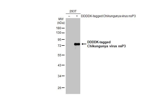 Chikungunya Virus nsp3 Antibody (HL2479) - Azide and BSA Free