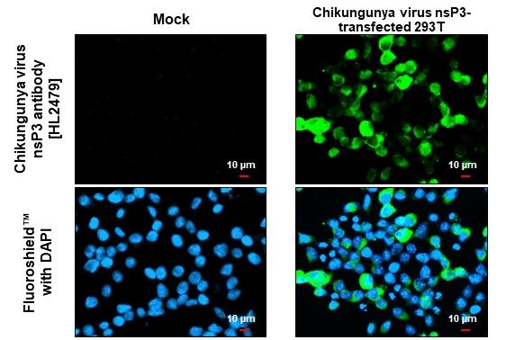 Chikungunya Virus nsp3 Antibody (HL2479) - Azide and BSA Free