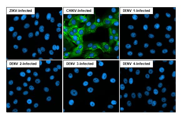 Chikungunya Virus nsp3 Antibody (HL2479) - Azide and BSA Free