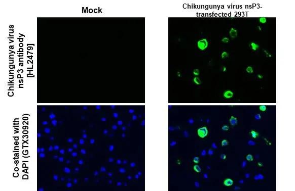 Chikungunya Virus nsp3 Antibody (HL2479) - Azide and BSA Free