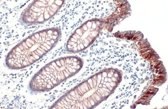 Claudin-3 Antibody (HL1527) - Azide and BSA Free