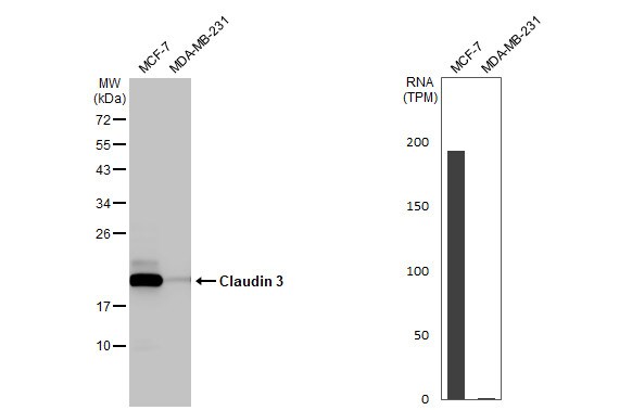 Claudin-3 Antibody (HL1527) - Azide and BSA Free