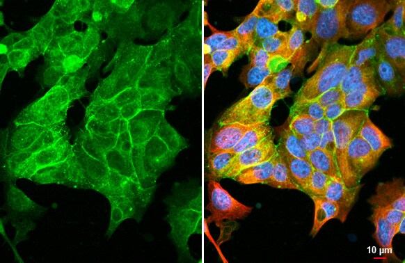 Claudin-3 Antibody (HL1528) - Azide and BSA Free