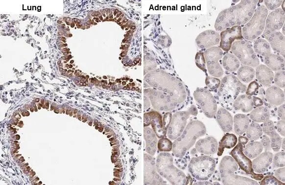 COL1A2 Antibody (HL2048) - Azide and BSA Free