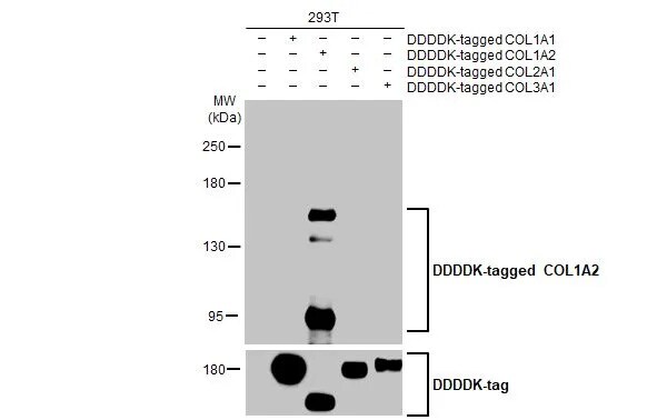 COL1A2 Antibody (HL2048) - Azide and BSA Free
