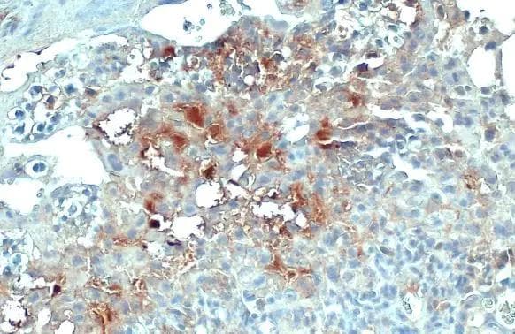 Collagen IV alpha 1 Antibody (HL1351) - Azide and BSA Free