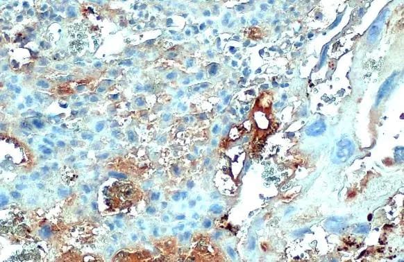 Collagen IV alpha 1 Antibody (HL1351) - Azide and BSA Free