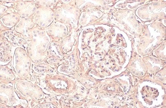 Collagen IV alpha 1 Antibody (HL1351) - Azide and BSA Free