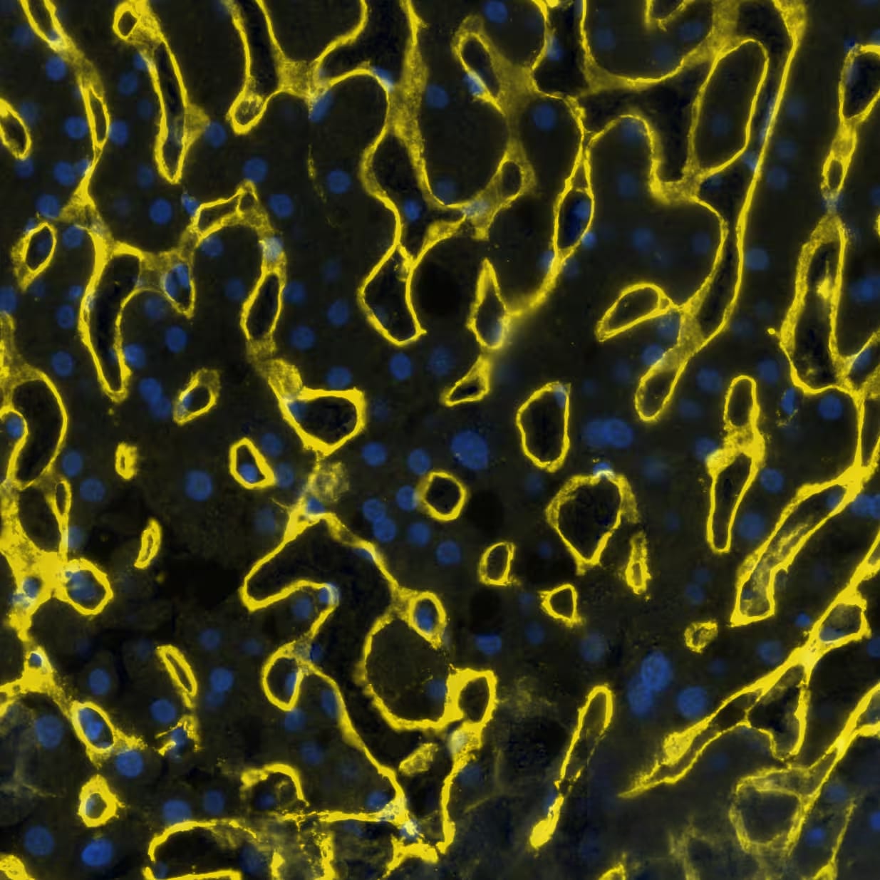 Collagen IV alpha 1 Antibody (HL1351) - Azide and BSA Free