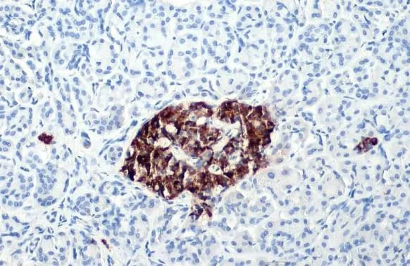C-Peptide Antibody (HL1158) - Azide and BSA Free