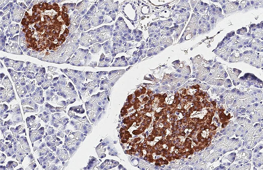 C-Peptide Antibody (HL1158) - Azide and BSA Free