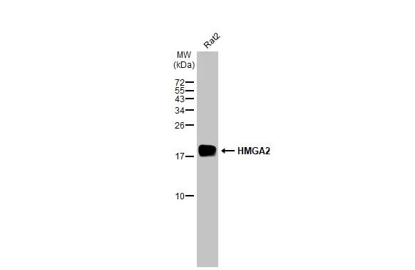 HMGA2 Antibody (HL1936) - Azide and BSA Free