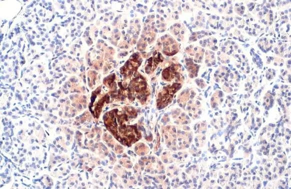 C-Peptide Antibody (HL1159) - Azide and BSA Free