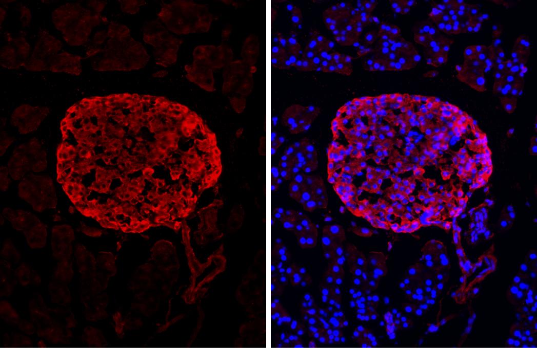 C-Peptide Antibody (HL1159) - Azide and BSA Free