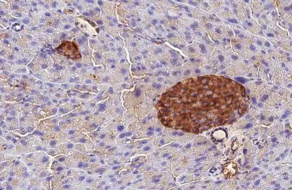 C-Peptide Antibody (HL1159) - Azide and BSA Free