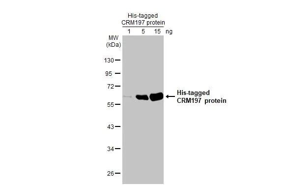 Diphtheria Toxin Antibody (HL1808) - CRM197 Mutant - Azide and BSA Free