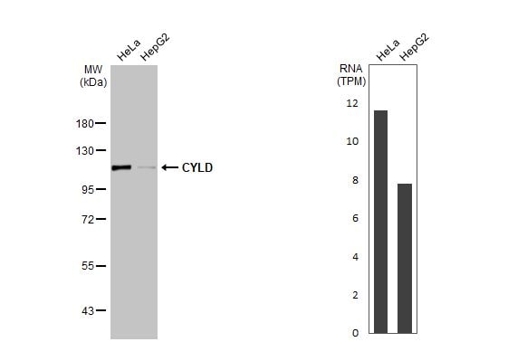 CYLD Antibody (HL1260) - Azide and BSA Free