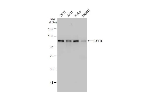 CYLD Antibody (HL1261) - Azide and BSA Free