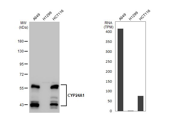 CYP24A1 Antibody (HL1783) - Azide and BSA Free