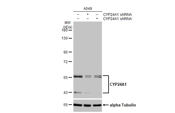 CYP24A1 Antibody (HL1783) - Azide and BSA Free