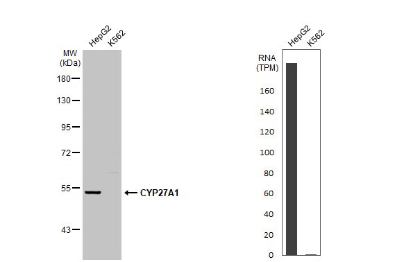 CYP27A1 Antibody (HL1819) - Azide and BSA Free