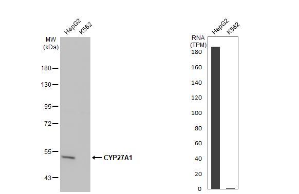 CYP27A1 Antibody (HL1820) - Azide and BSA Free