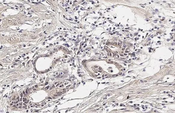Cyr61/CCN1 Antibody (HL2144) - Azide and BSA Free
