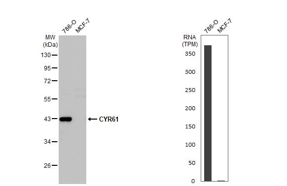 Cyr61/CCN1 Antibody (HL2144) - Azide and BSA Free