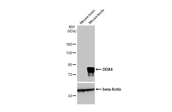 VASA Antibody (HL1487) - Azide and BSA Free