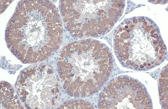 VASA Antibody (HL1487) - Azide and BSA Free